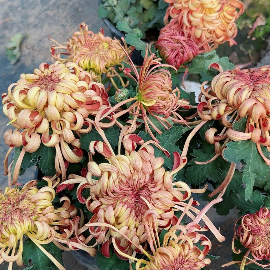 完全开放凤凰九州