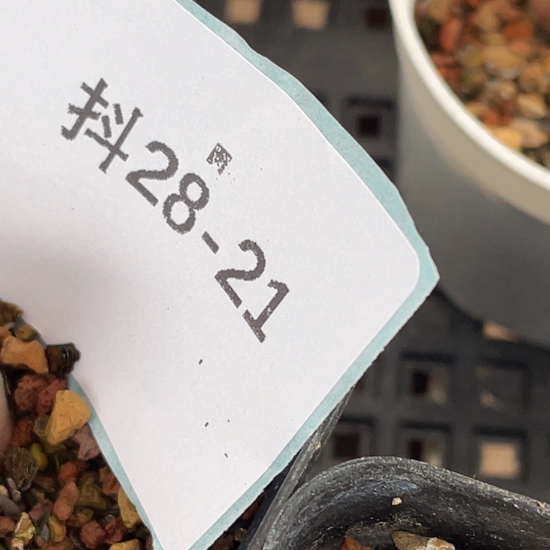 姬***君28-21肉锥多肉植物