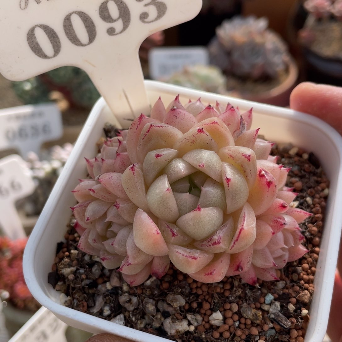 0093麦秆不带盆7厘米