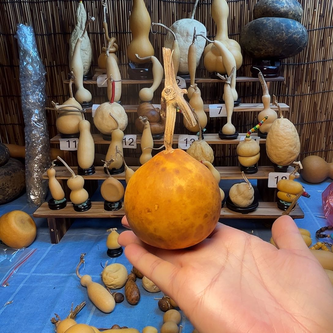 花皮小梨鼓扁9.9米包邮