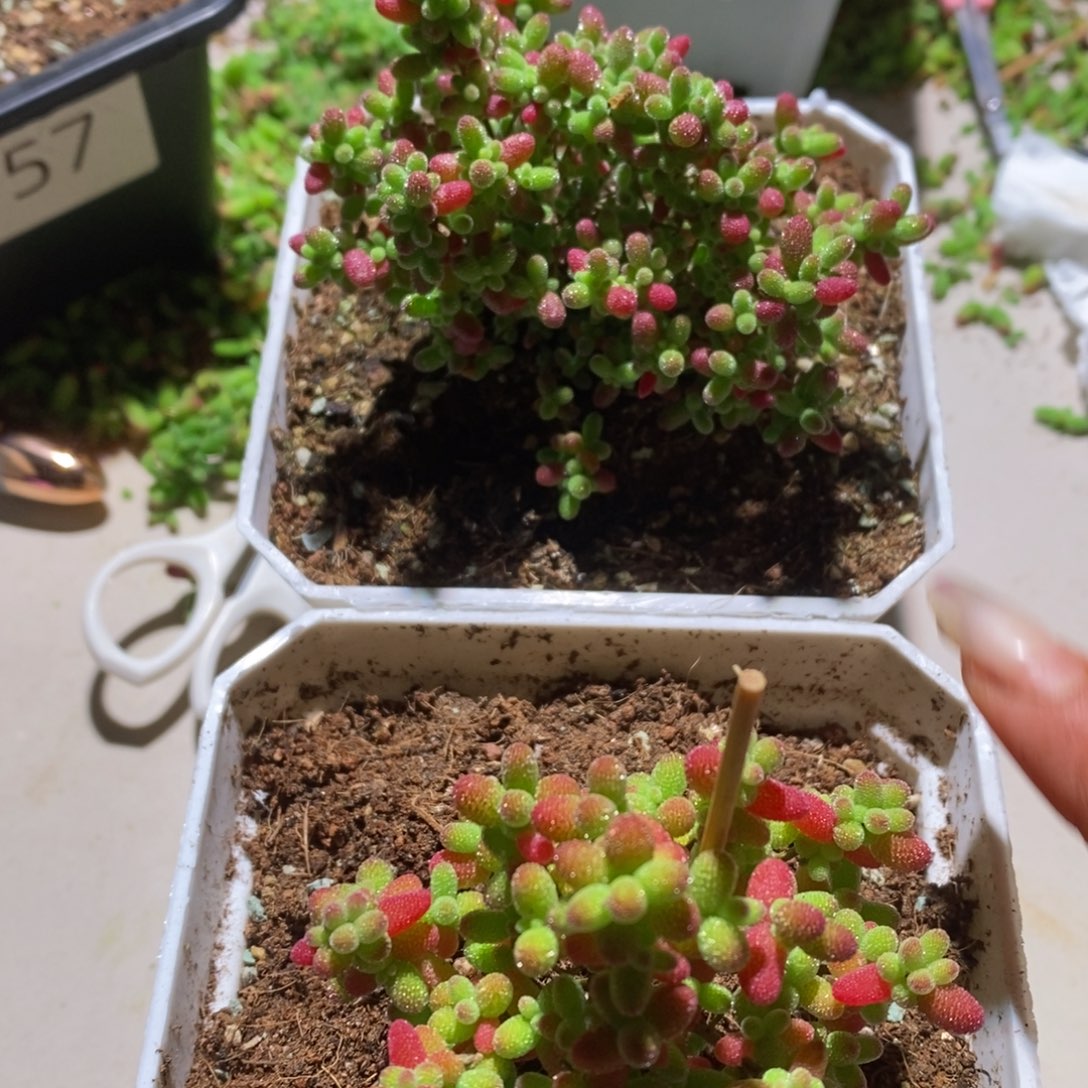 蜜橘带盆土发货一物一拍