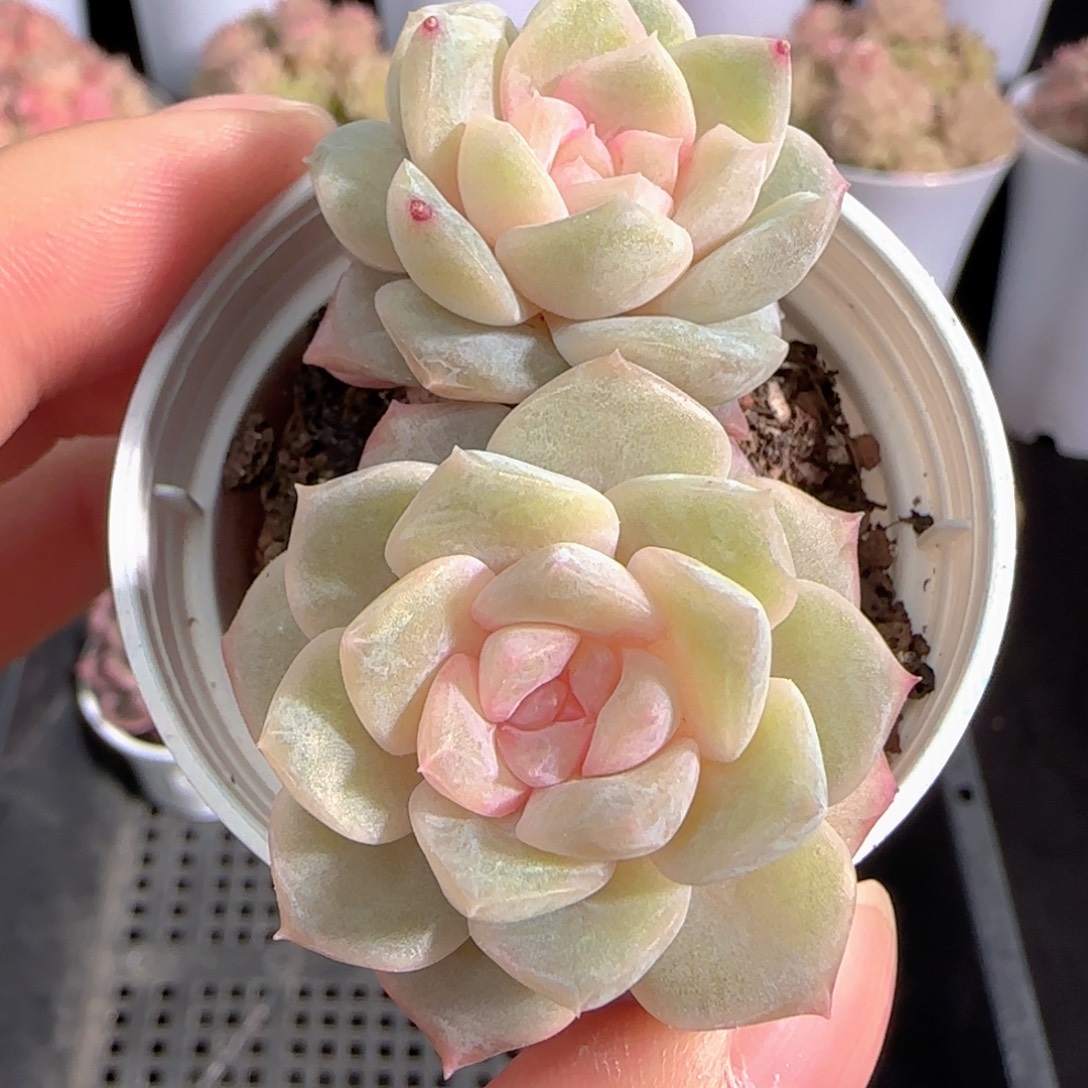 多肉0103-118糖心糖心