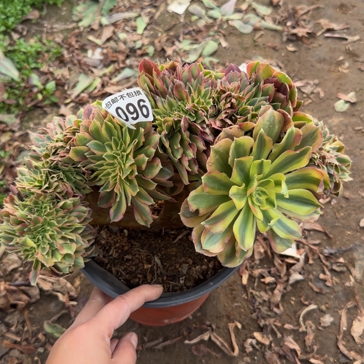 红秀缀……多肉植物……