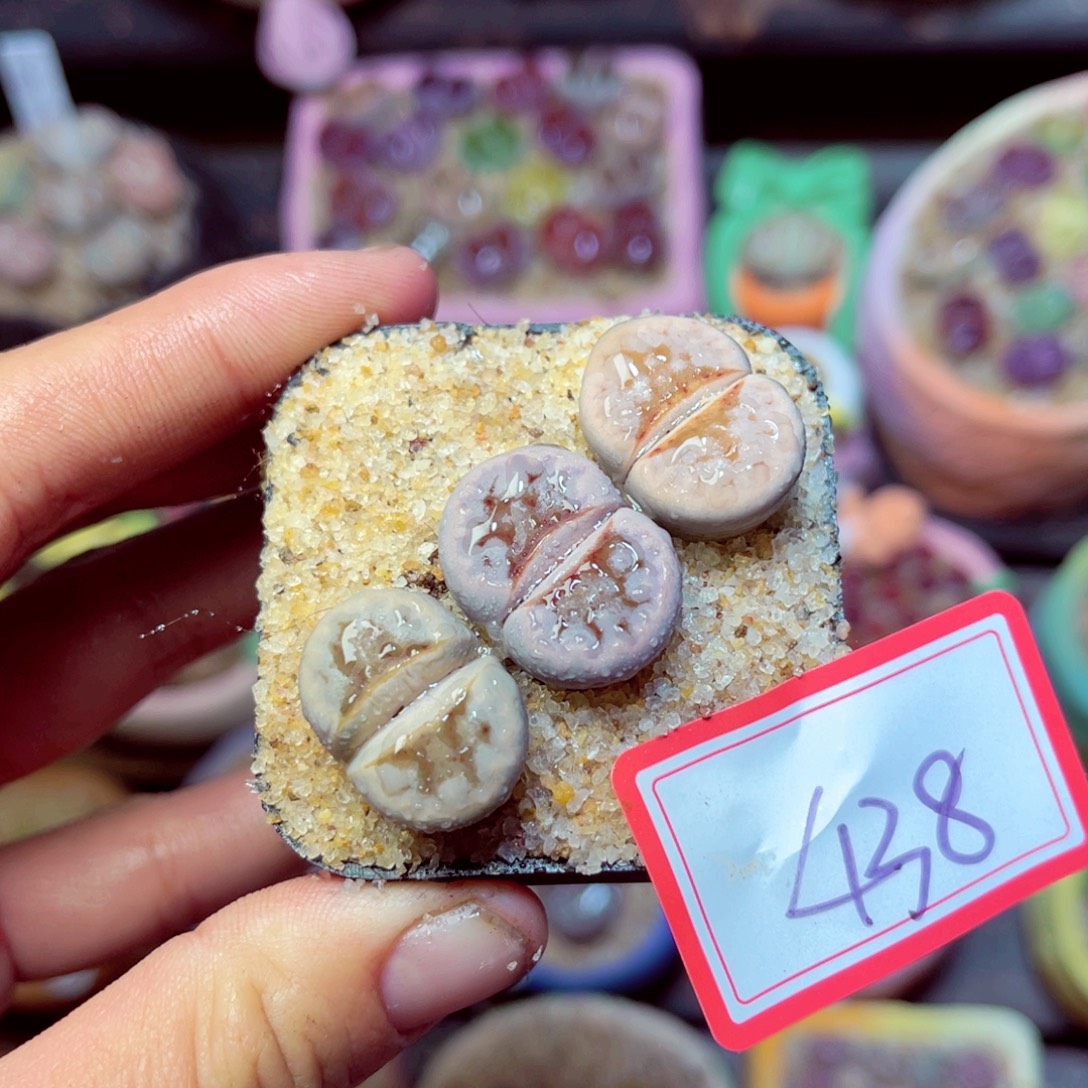 438生石花带盆发1