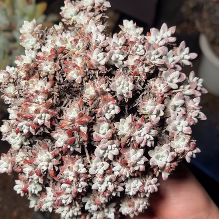 878瑕疵白菊哈哈哈哈哈