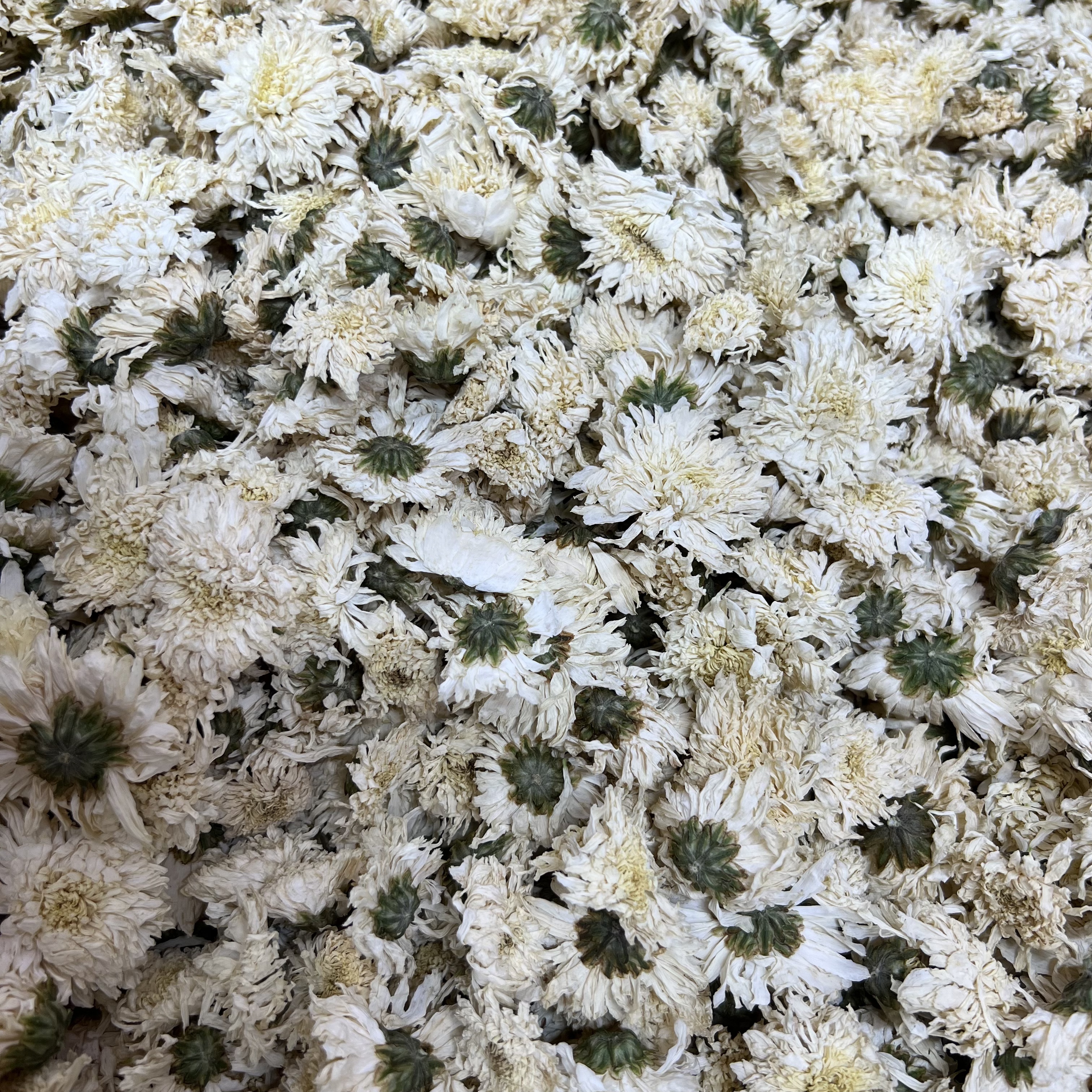 杭白菊 菊花 干货花茶