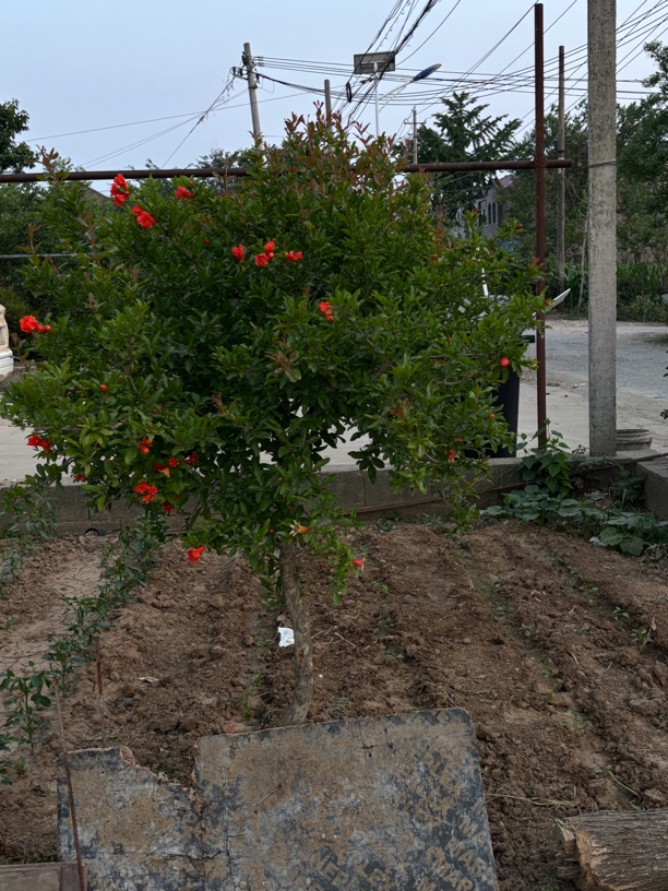 红花夹竹桃石榴树红石榴老桩庭院绿植盆栽地栽的景观树石榴花