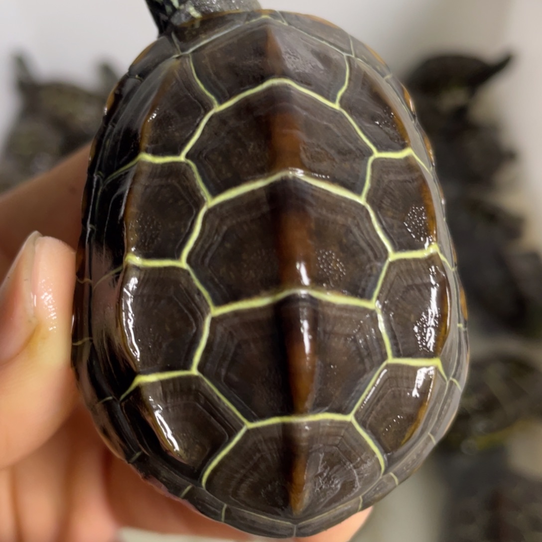 苏北金线冷水草龟