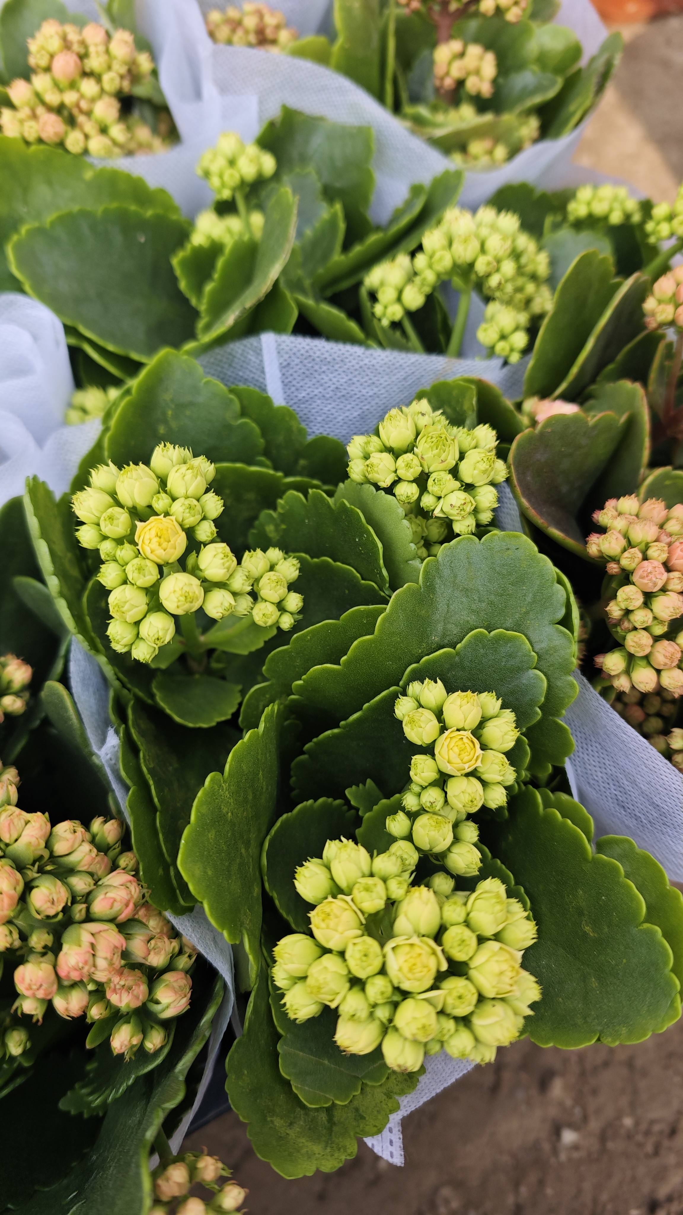 长寿花1盆变色龙好养活