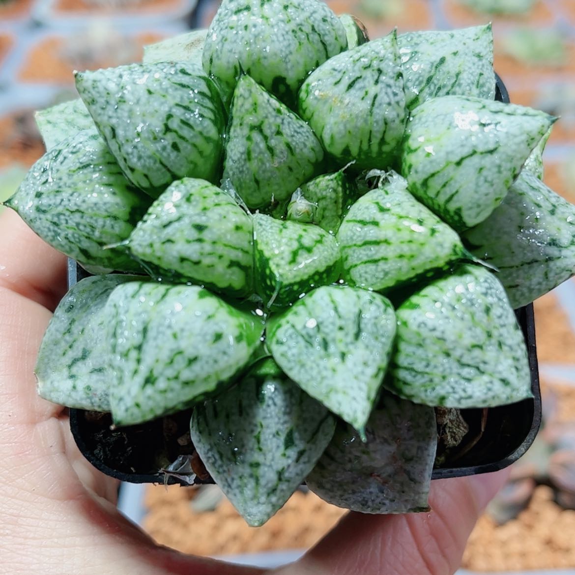 【闪购商品】潘多拉