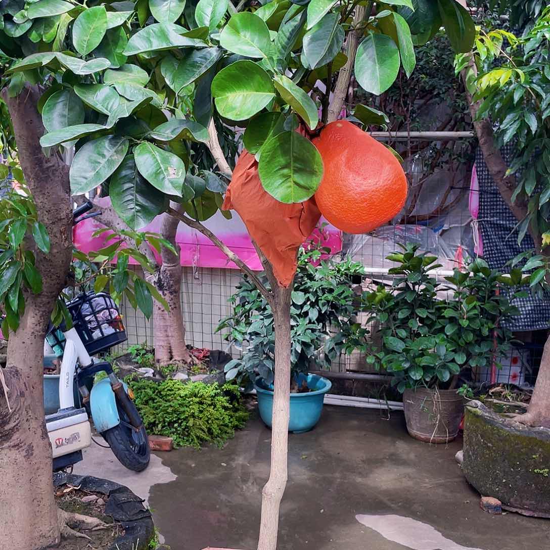 完全开放小*强11111111111