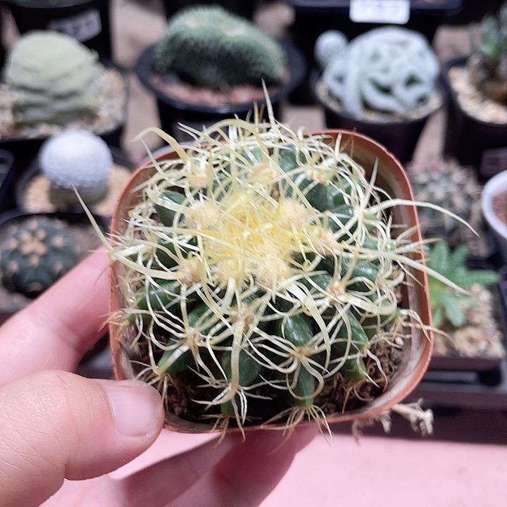 672卷刺金虎仙人球