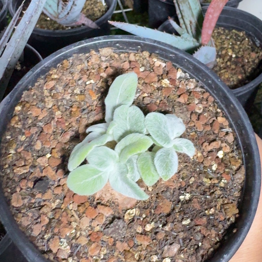 红花断崖女王多肉植物