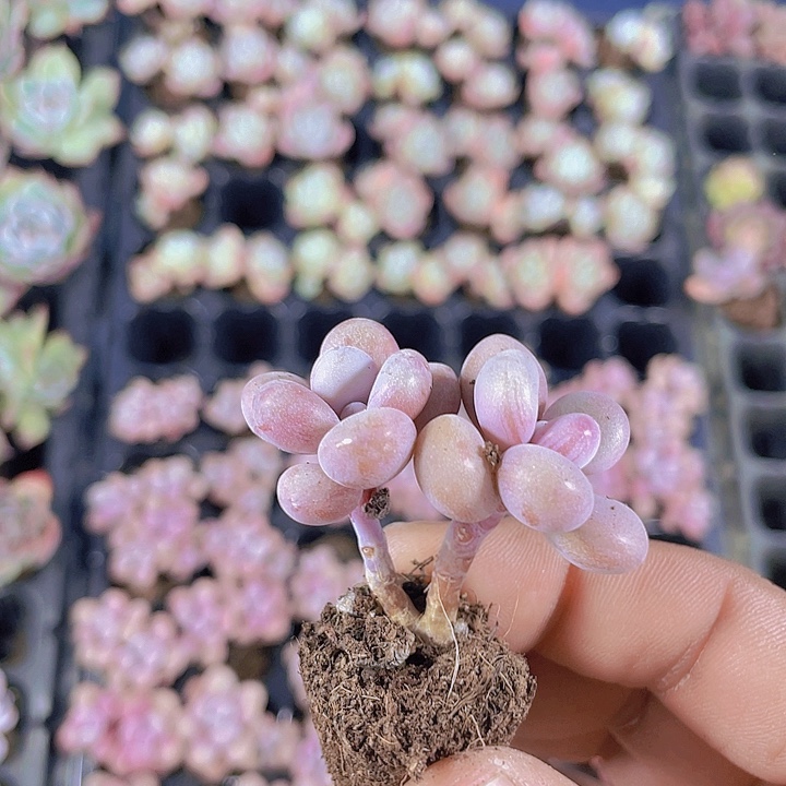 双头桃蛋【满10颗包邮】