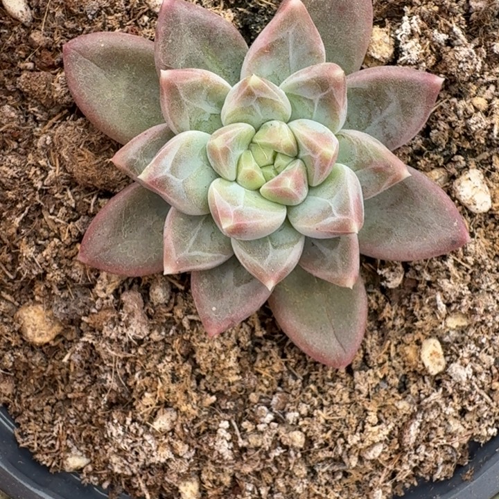 美人杂交 一物一拍