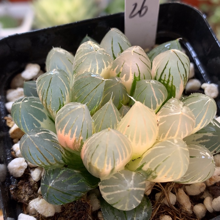 霓虹灯玉露锦带盆土发货