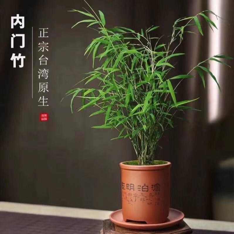 2号一物一拍庭院绿植盆栽书房家庭室内高档竹子室内盆栽竹子