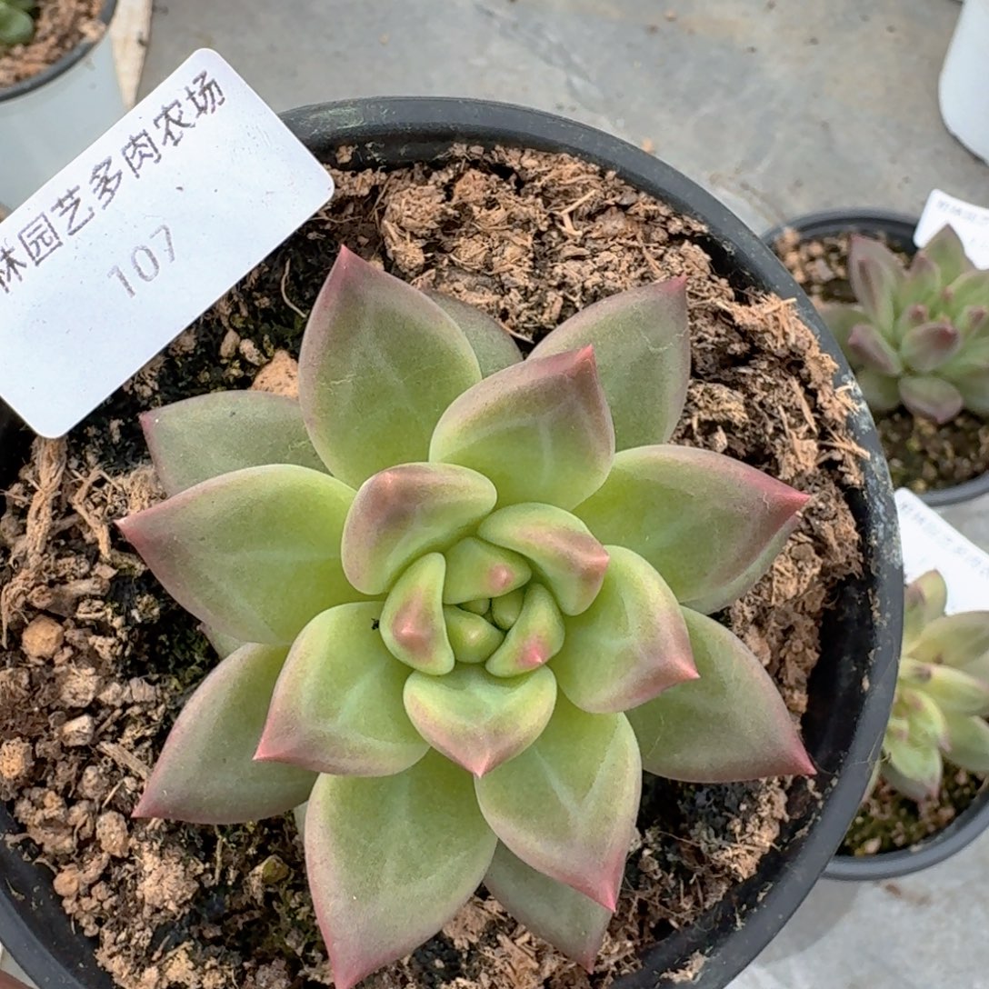 107美人杂交 一物一拍