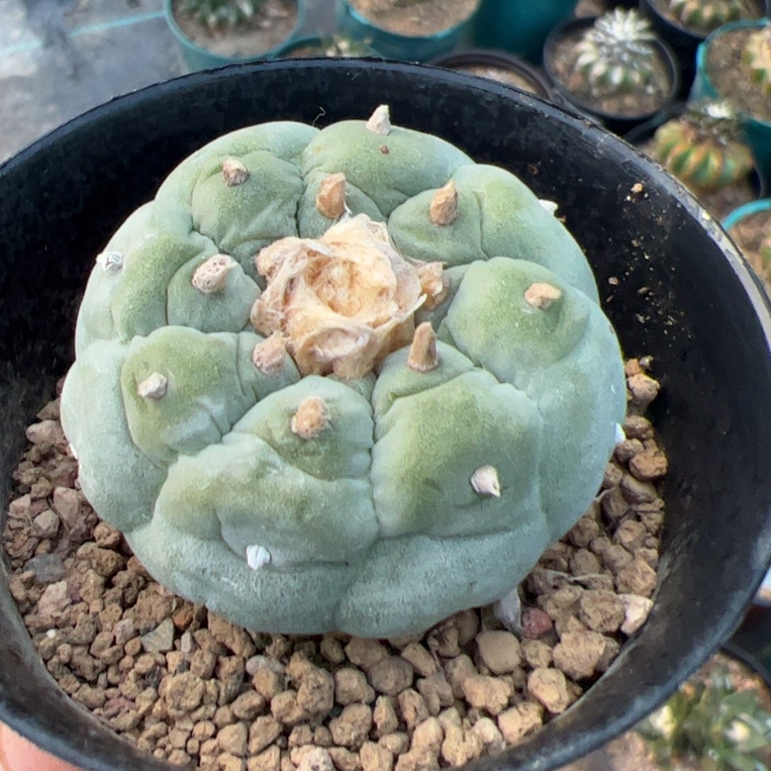 实生大尤仙仙人球841