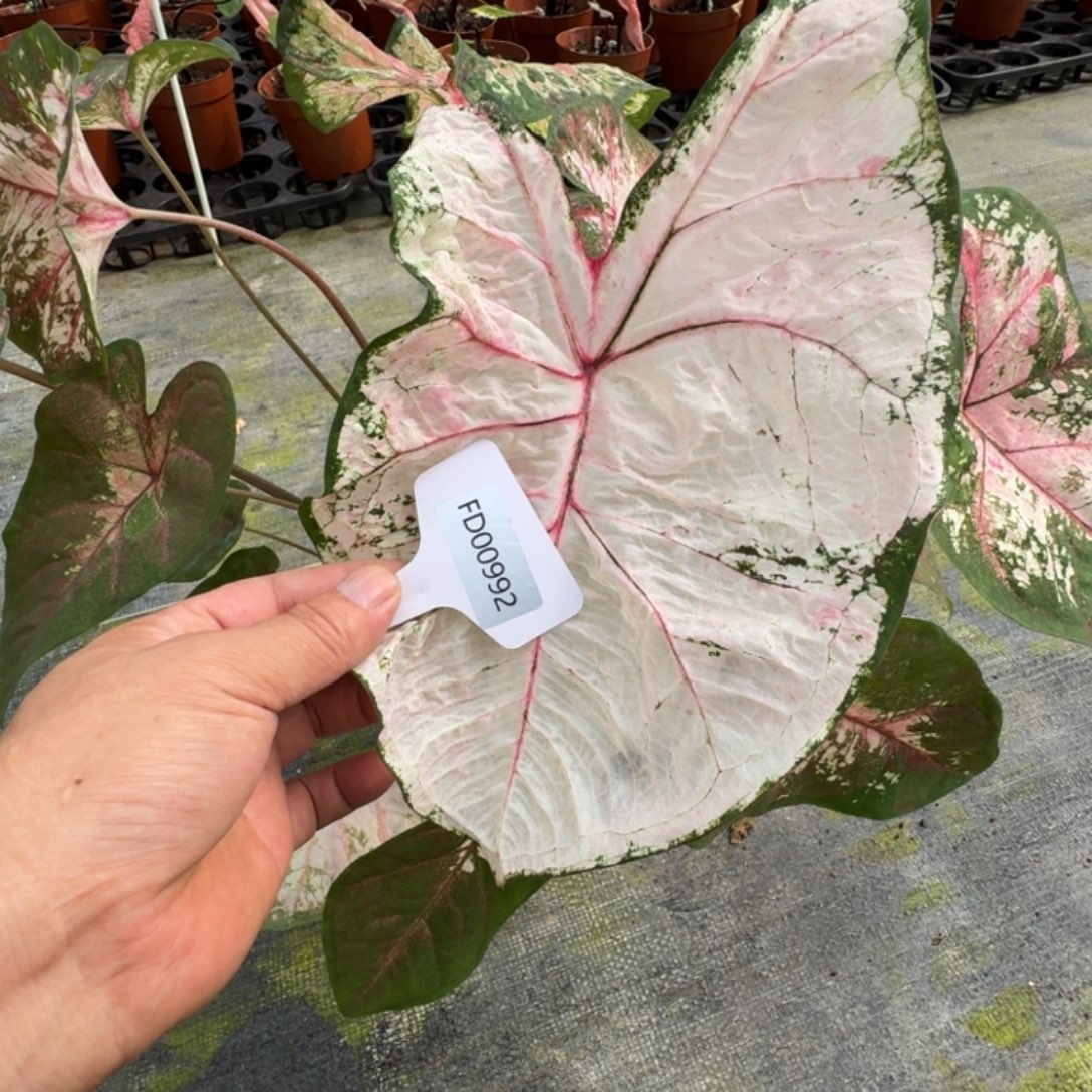 星***、无花朵粉妆寄养00992