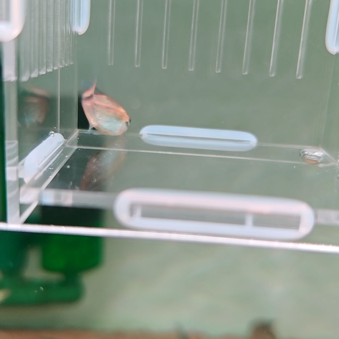 灯科鱼碎金白金赤霞