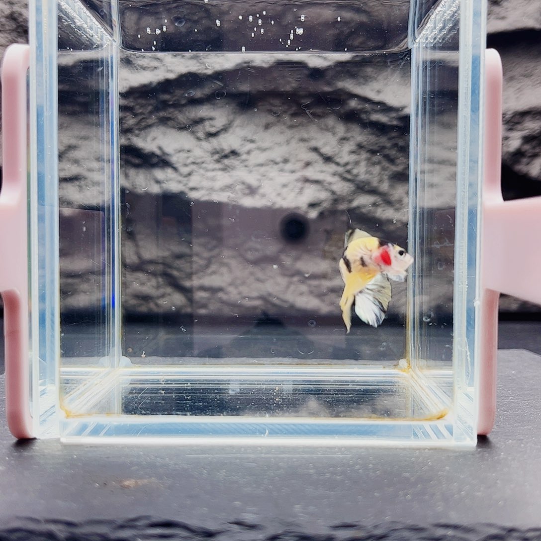 海水鱼宙斯斗鱼竞拍11-12