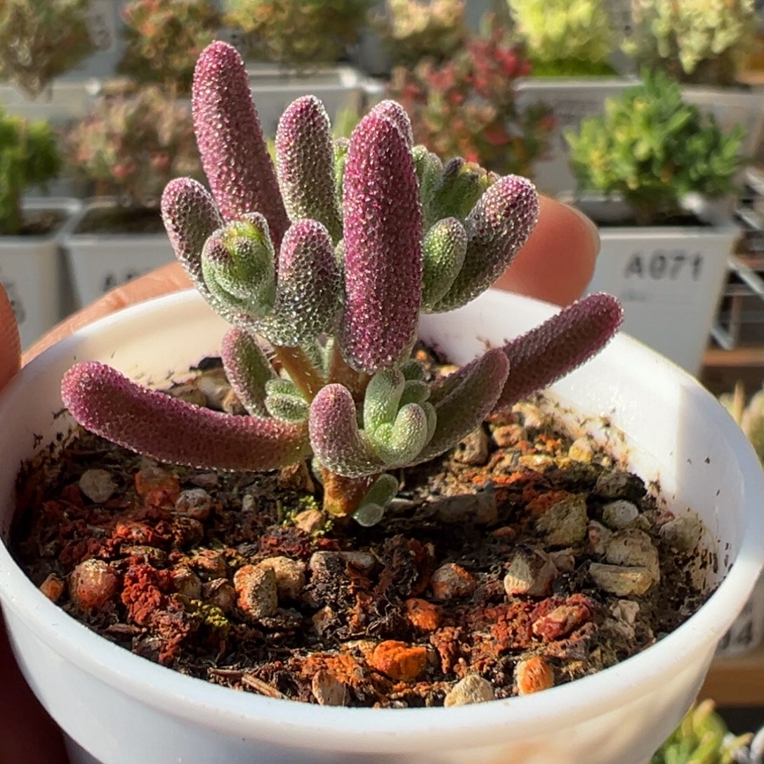 21-581枝干番杏超紫冬至福利