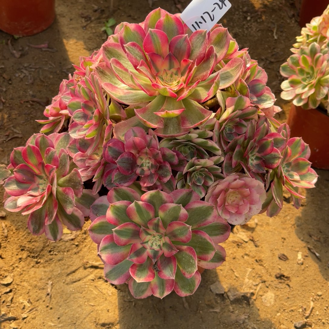 海***风11-12-24倾城寄养春天发