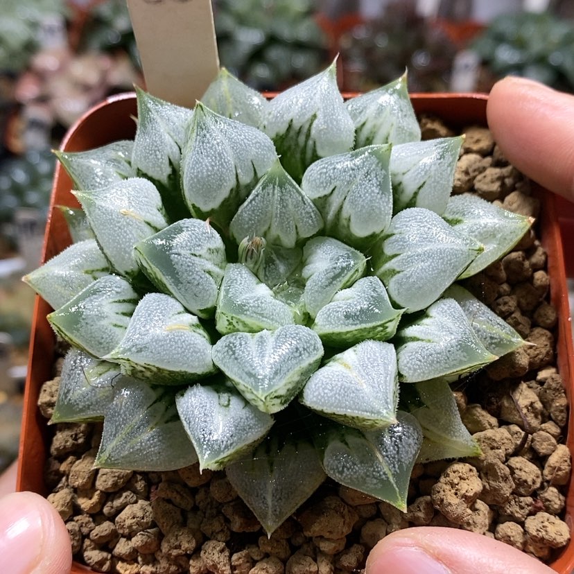 【闪购商品】88爱心