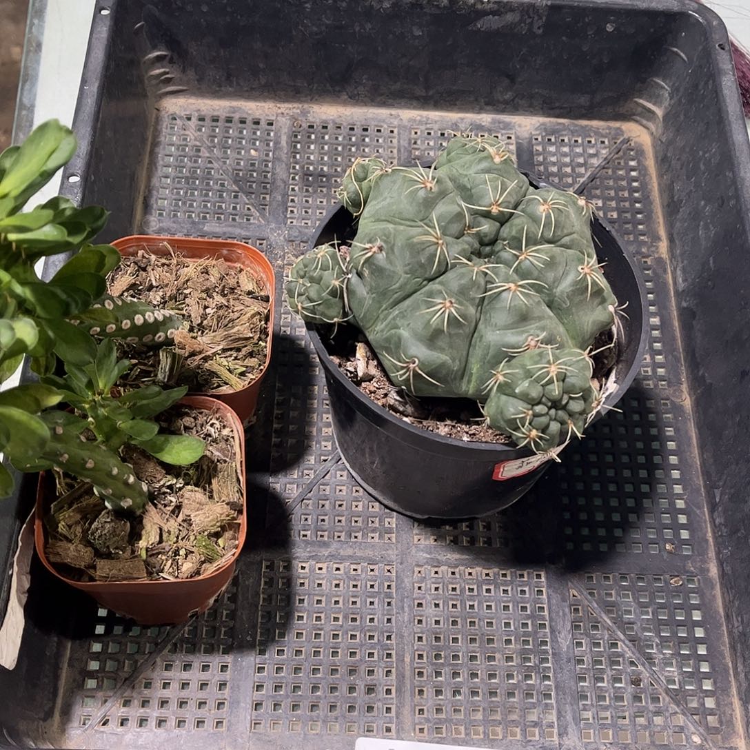 039号框多肉植物多肉