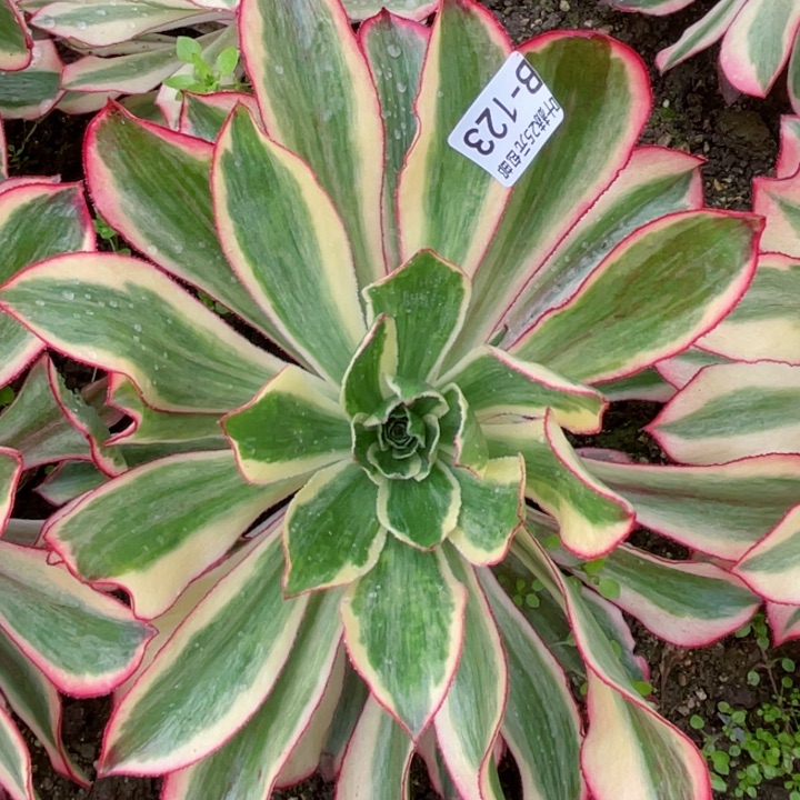 123魅影多肉12345678