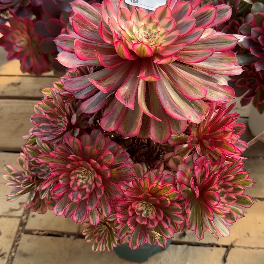 【闪购商品】003多肉