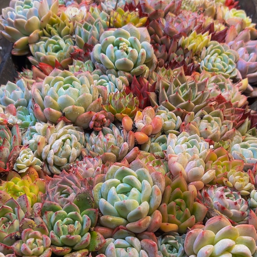 609多肉葡萄的味道是