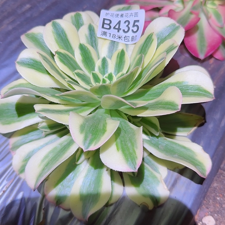 多肉法师迈巴赫多