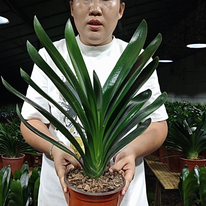 多***爸无花朵多米爸爸100