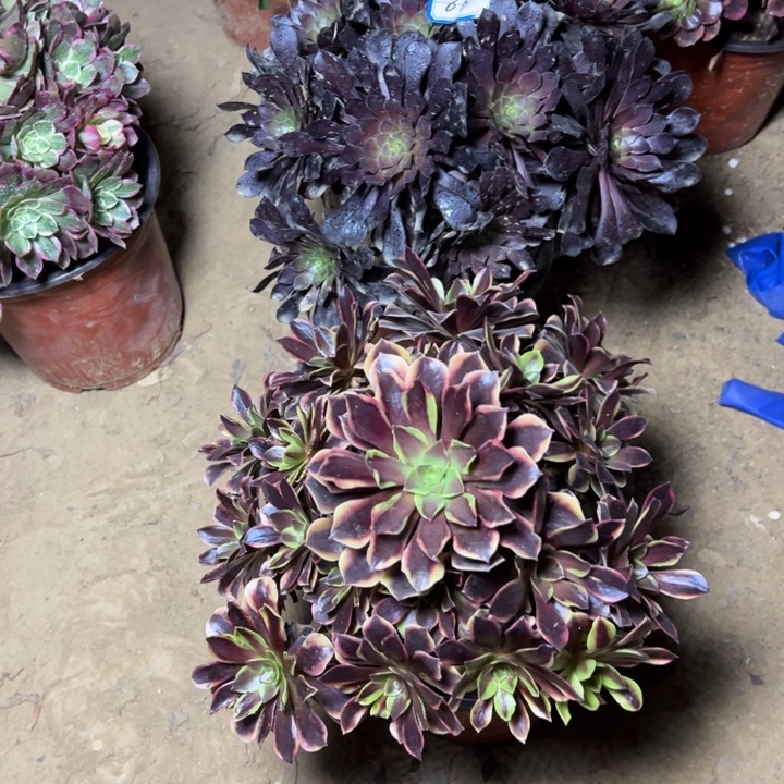 情***动多肉植物两个法师61