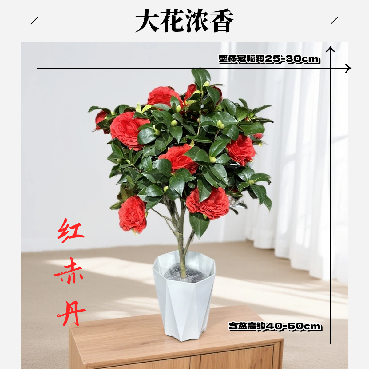 【带花包】六角大红赤丹山茶花树苗正红色大花朵浓香型耐寒花卉