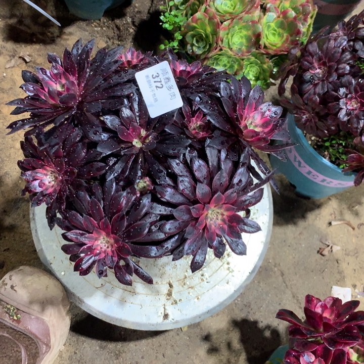 372黑天鹅多肉植物