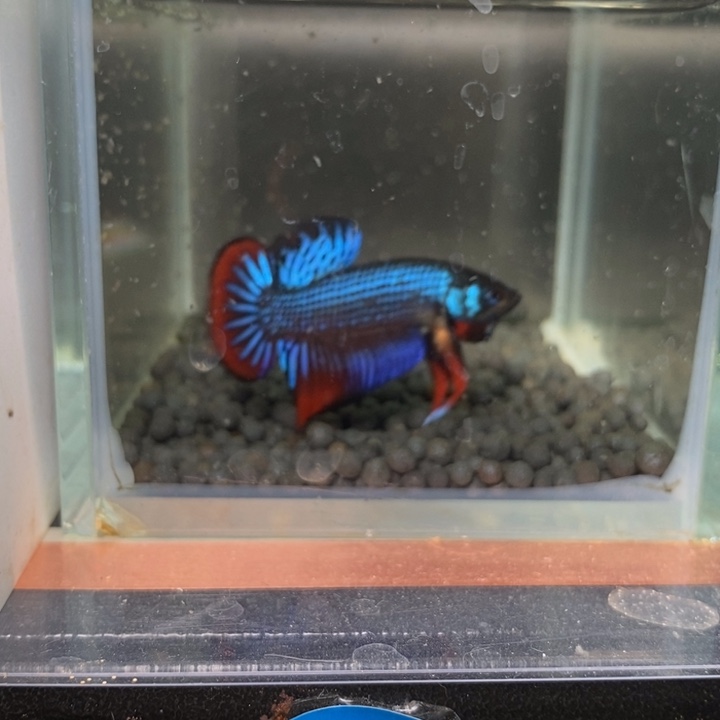 斗鱼泰国斗鱼509号