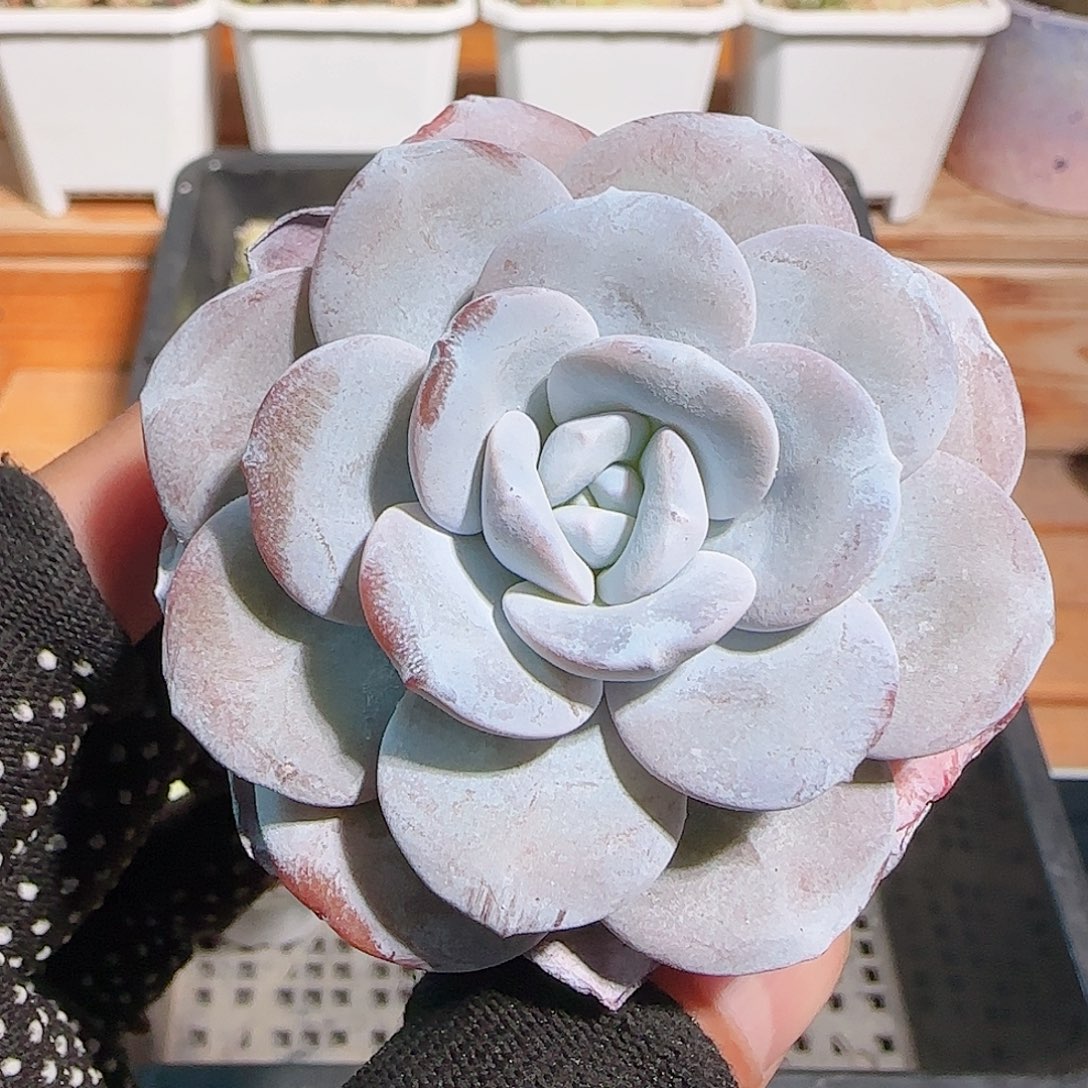 多肉1031--35雪莲