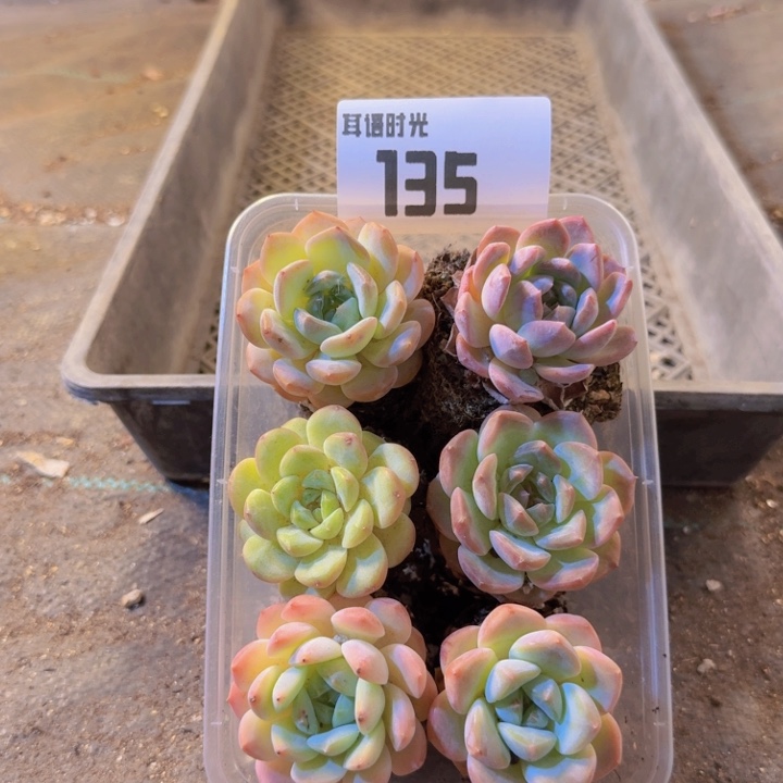 135，拼盘，多肉植物