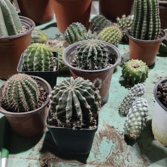 仙人球彩草淑妃带根带盆