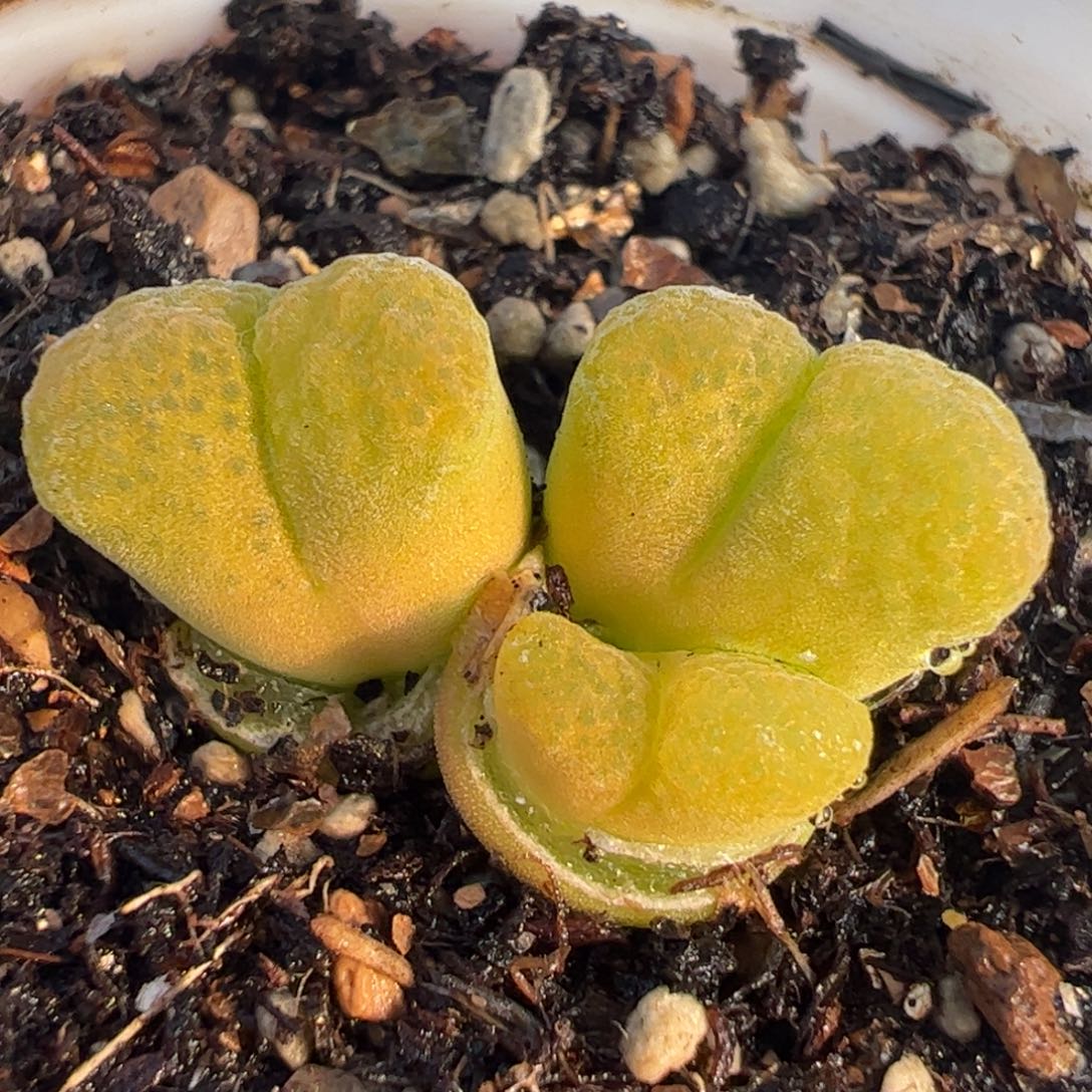 黄风铃群多肉植物