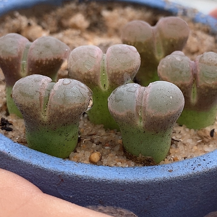 22519鲑鱼粉风铃一颗