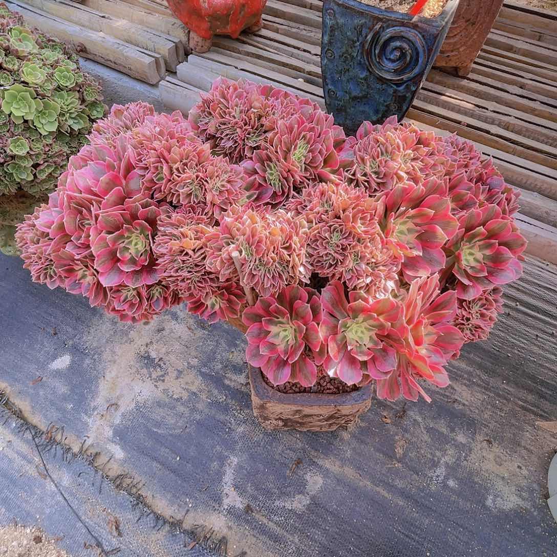 【闪购商品】无花朵粉女巫
