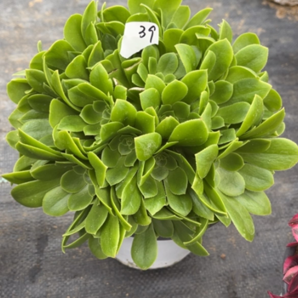 【闪购商品】39绿玫瑰多肉法师