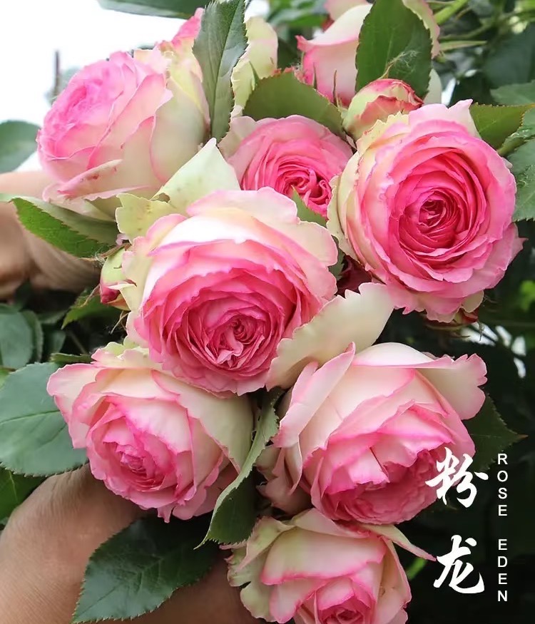 粉色龙沙宝石 70-100cm 大花重瓣浓香 多季开花  爬藤月季花欧月