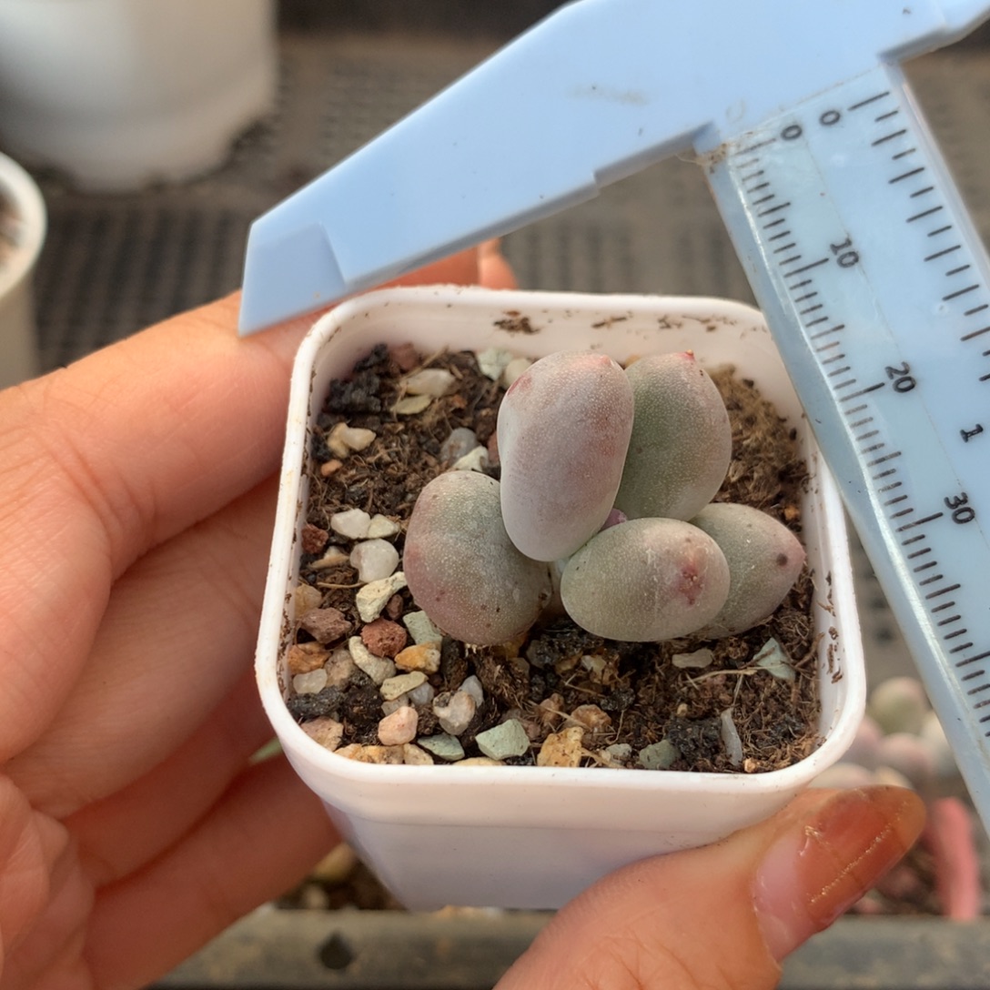 米可奶 不凑满28元发一片叶 不售后 到付