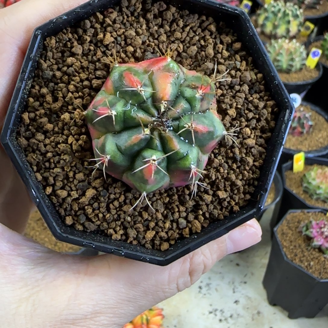 光辉牡丹，侧芽福利价