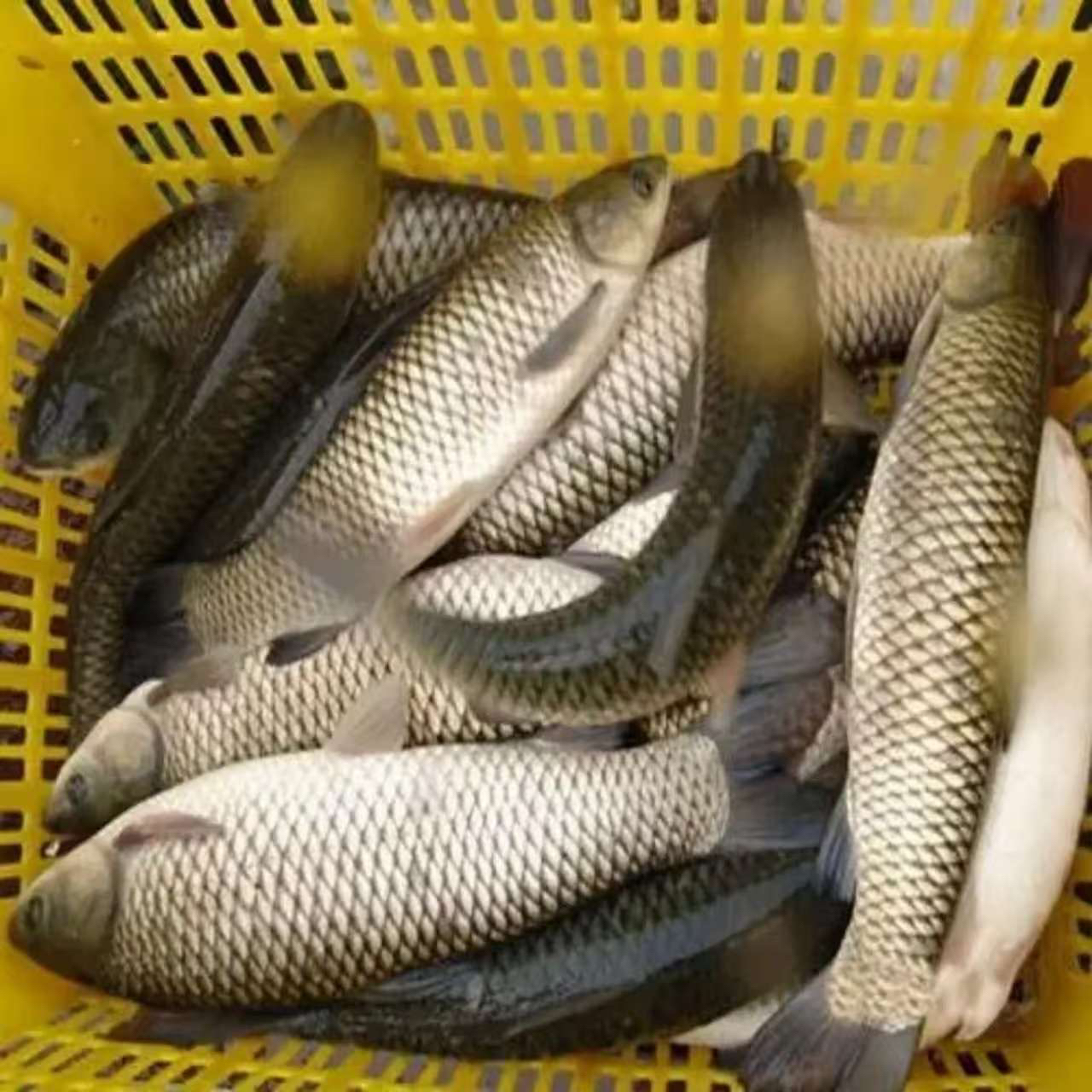 江西特产鄱阳草鱼现称